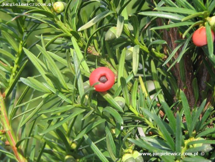 Taxus media Hicksii