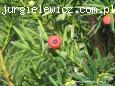 Taxus media Hicksii