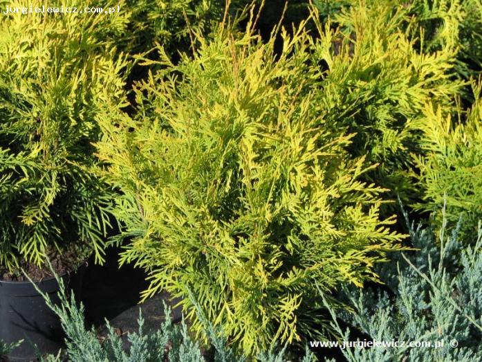 Thuja occidentalis Golden Globe