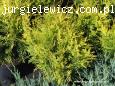 Thuja occidentalis Golden Globe