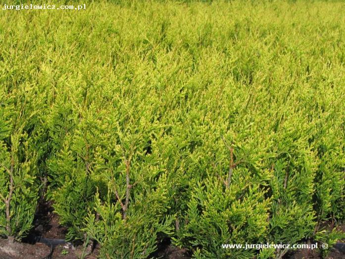 Thuja plicata Krnik