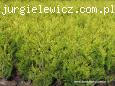 Thuja plicata Krnik