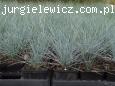 Festuca glauca/cinerea 