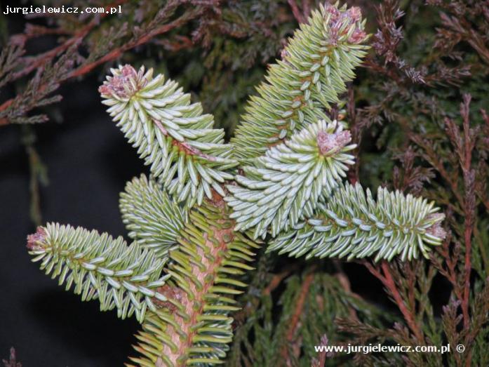 Abies pinsapo Glauca