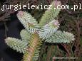 Abies pinsapo Glauca