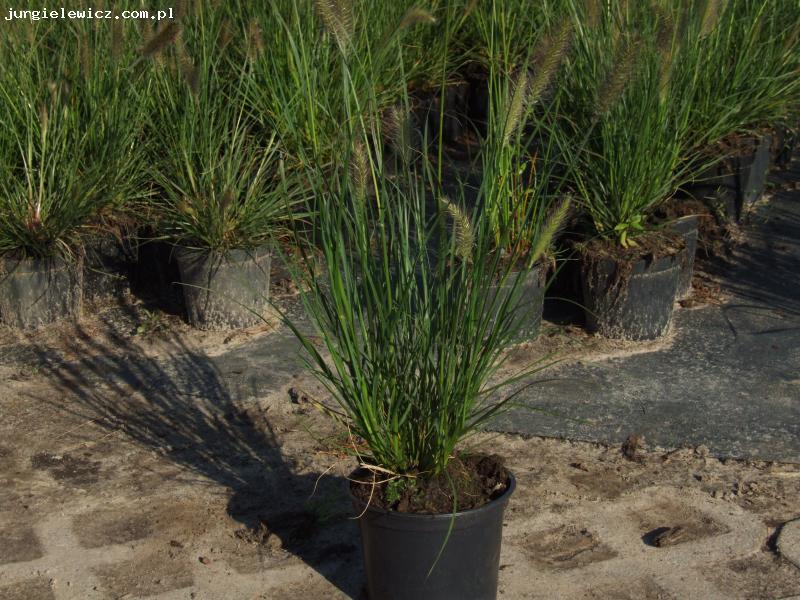 Pennisetum alopecuroides 