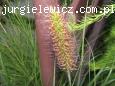 Pennisetum alopecuroides 