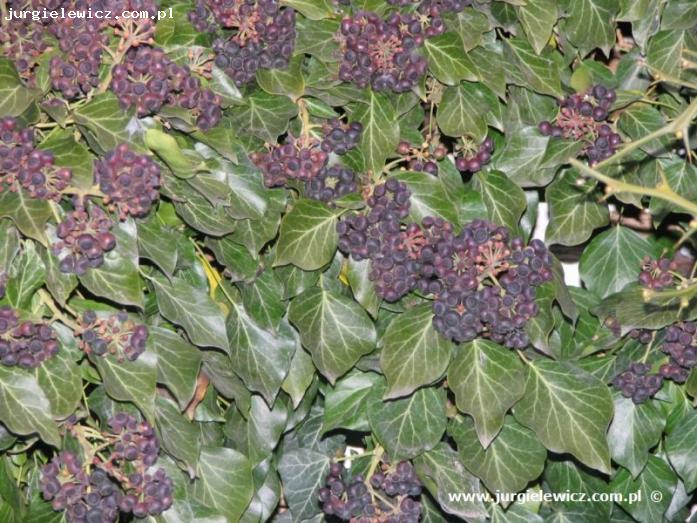 Hedera helix