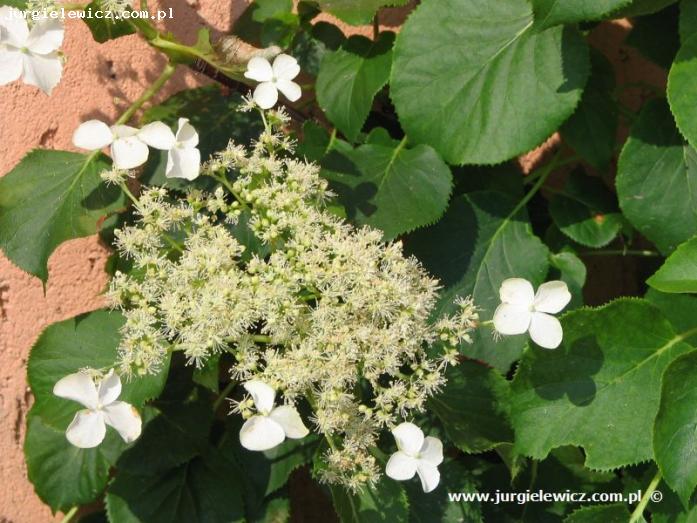 Hydrangea anomala subsp. petiolaris