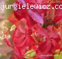 Parthenocissus quinquefolia