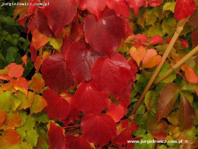 Parthenocissus tricuspidata 