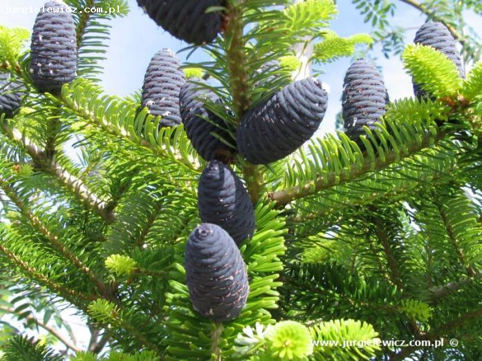 Abies koreana