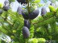 Abies koreana