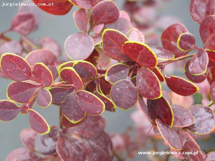 Berberis thunbergii 