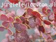 Berberis thunbergii 