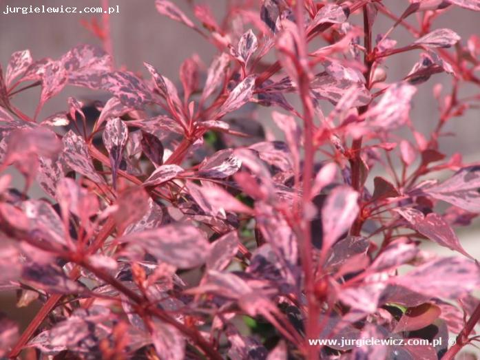 Berberis thunbergii 