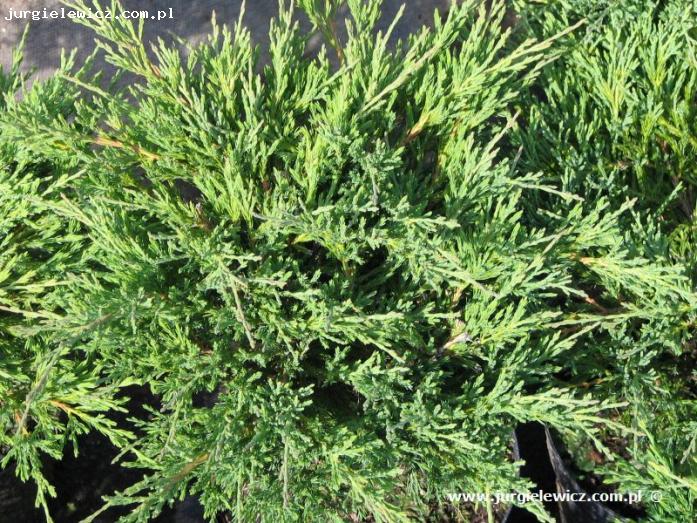 Juniperus horizontalis Andorra Compact