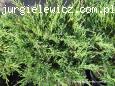 Juniperus horizontalis Andorra Compact