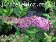 Buddleja davidii Reve de Papillon 