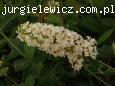 Buddleja davidii Reve de Papillon White 