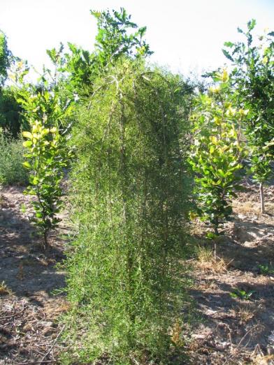 Caragana arborescens Walker