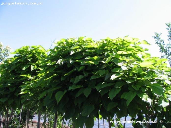 Catalpa bignonioides Nana