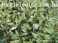 Cornus alba 