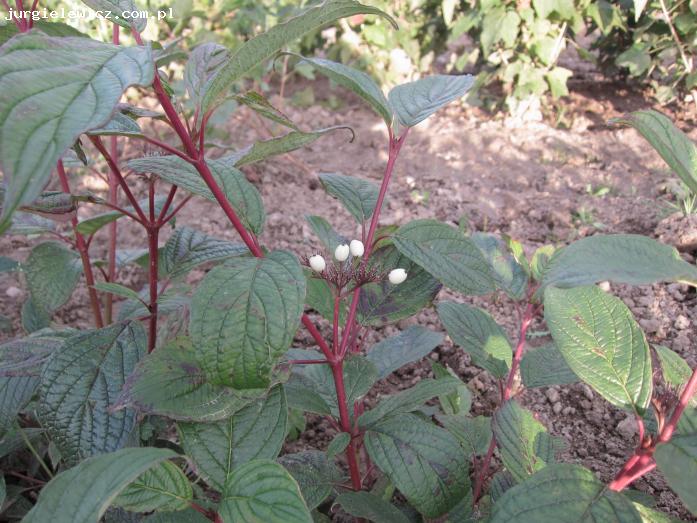 Cornus alba 