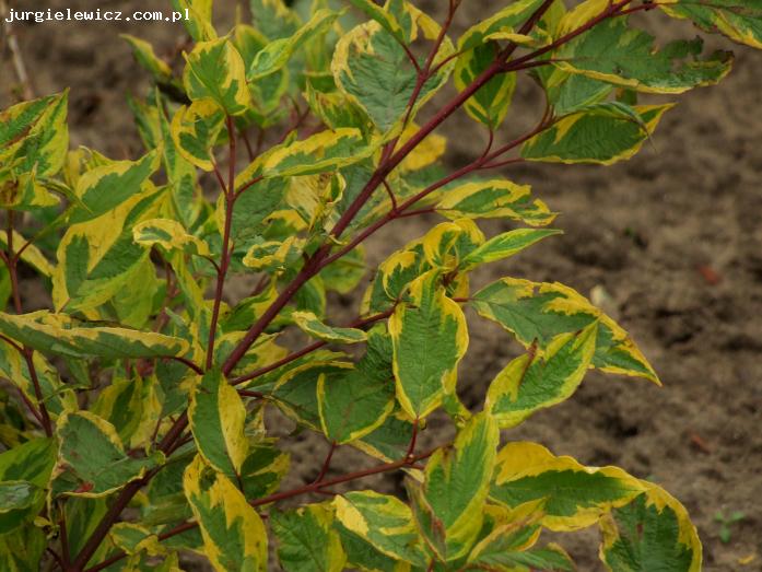 Cornus alba 