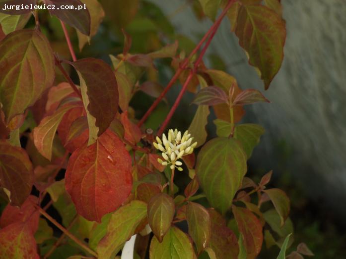 Cornus sanguinea 