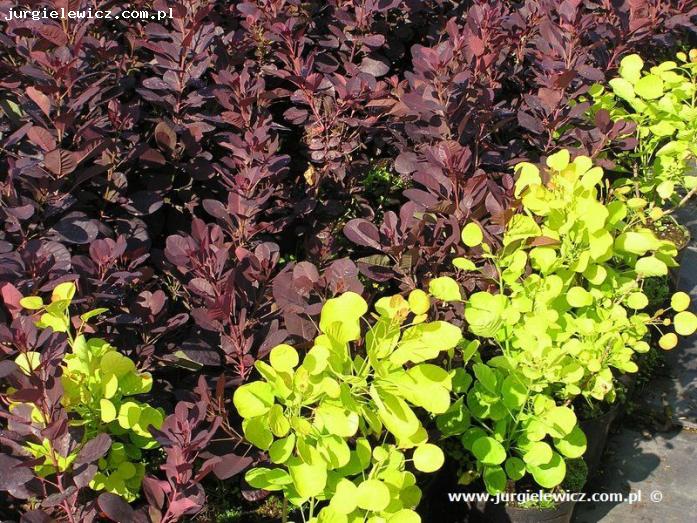 Cotinus coggygria Royal Purple