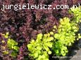 Cotinus coggygria Royal Purple