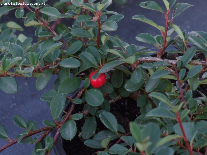 Cotoneaster dammeri 