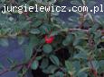 Cotoneaster dammeri 