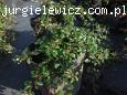 Cotoneaster dammeri 