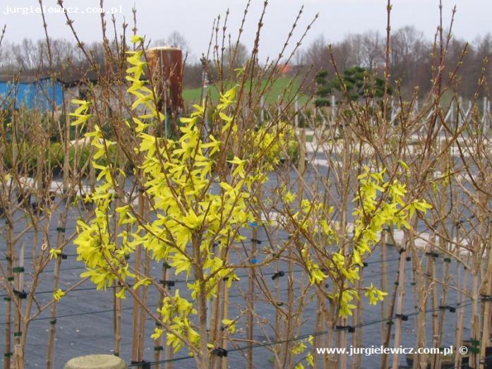 Forsythia intermedia Lynwood