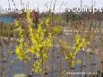 Forsythia intermedia Lynwood