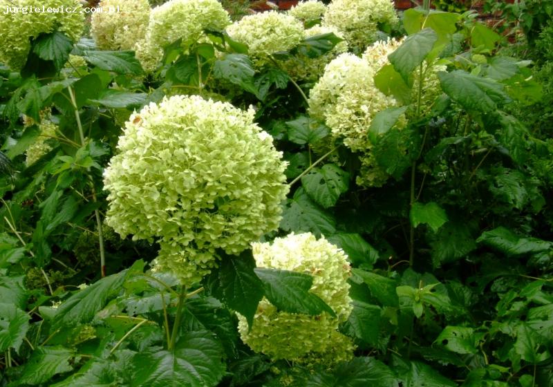 Hydrangea arobrescens Annabelle