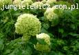 Hydrangea arobrescens Annabelle