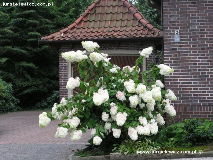 Hydrangea paniculata Grandiflora