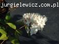 Hydrangea paniculata Grandiflora