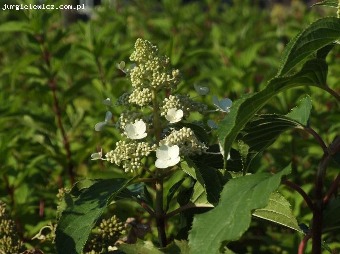 Hydrangea paniculata Kyushu