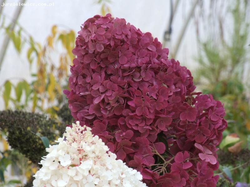 Hydrangea paniculata VANILLE-FRAISE Renhy