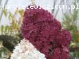 Hydrangea paniculata VANILLE-FRAISE Renhy