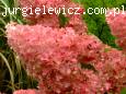 Hydrangea paniculata VANILLE-FRAISE Renhy