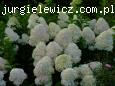 Hydrangea paniculata VANILLE-FRAISE Renhy