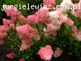 Hydrangea paniculata VANILLE-FRAISE Renhy