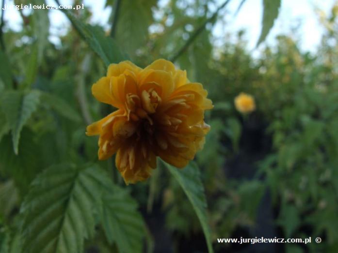 Kerria japonica Pleniflora