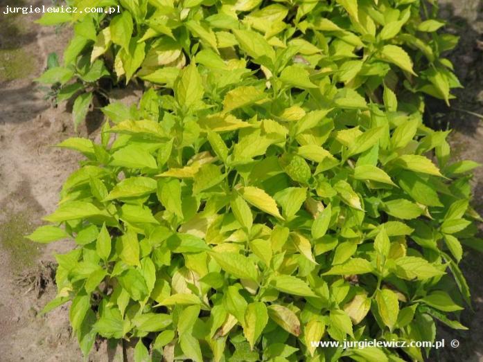 Philadelphus coronarius Aureus