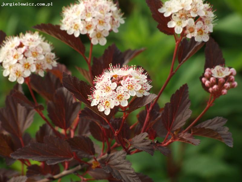 Physocarpus opulifolius SUMMER WINE 